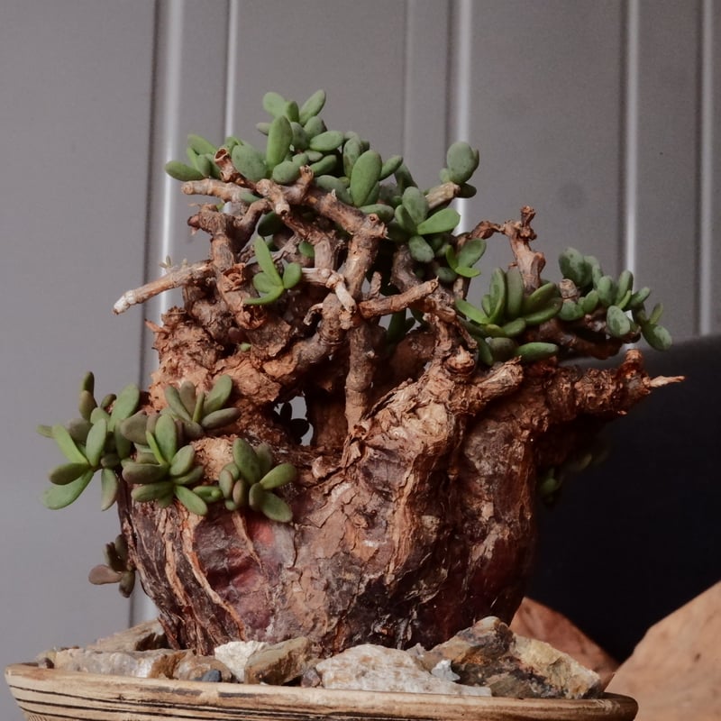 ケラリア ピグマエア 現地株 発根済［No.46］ × 森田昌求 作 「 Abstra