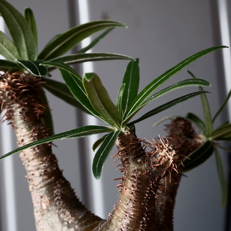 グラキリス φ8cm - 象牙宮 - ［No.31］ × 根本峻吾 作品【 S.N PO