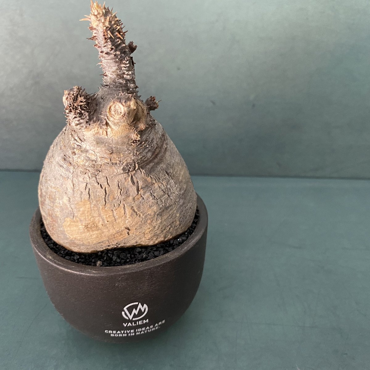 発根済 小卵 グラキリス VAG-01 × VALIEM BOWL (グラキリス専用 発根済 小卵 グラキリス VAG-01 × VALIEM BOWL (グラキリス専用