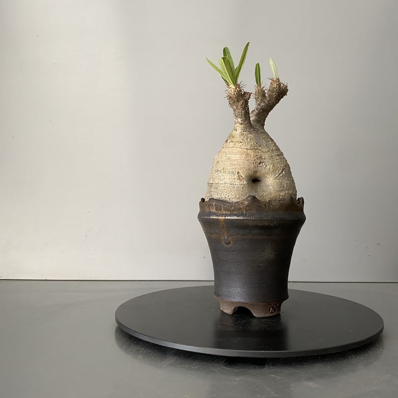 グラキリス　現地球　変態株　コレクション　厳選　ヤバ株 グラキリス現地球変態株コレクション厳選ヤバ株