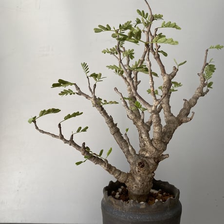 センナ  メリディオナリス  発根済 現地株 SE-02 × S.N.Pot - crown - 3号鉢