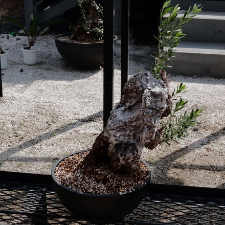 Old Olive 古木オリーブ［No.04］× 10号皿鉢 (φ30cm)