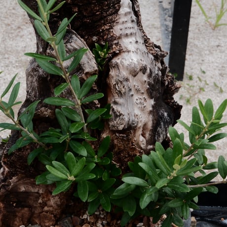 Old Olive 古木オリーブ［No.03］× 10号浅鉢(φ30cm)