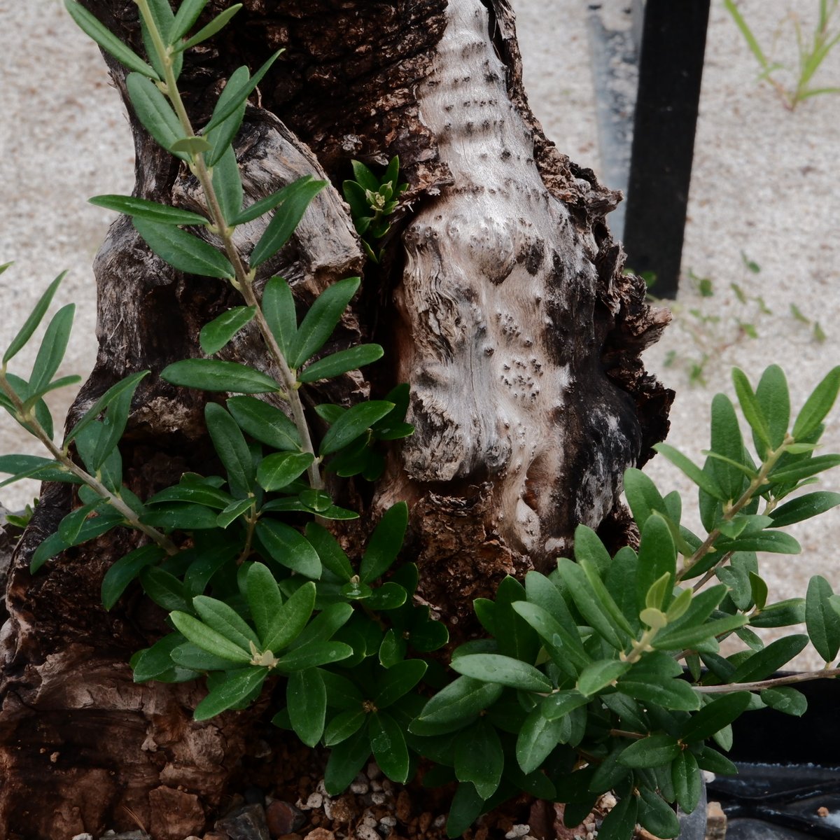 ★☺︎⭐︎☺︎★...& BUHI　オリーブの木　古木　螺旋　10号 観葉植物 オリーブの木 10号 レッチーノ Eco Stone (エコ