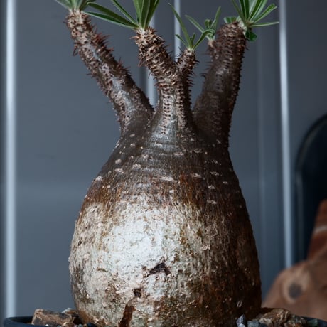 グラキリス φ8.5cm - 象牙宮-［No.25］× 森田昌求 作【 CLAW - L - 】4号 植木鉢 笠間焼