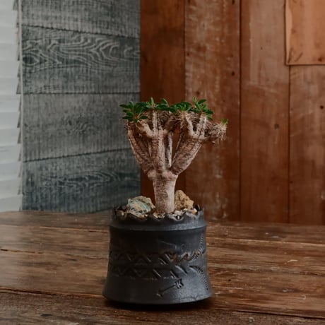 ユーフォルビア ギラウミニアナ［No.58］  ×   根本峻吾 作 S.N POT type.cylinder「  刻印 - kokuin - 」3号 植木鉢 笠間焼