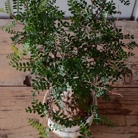オペルクリカリア パキプス φ8.5cm［No.24］  × 杉山悠 作 φ12cm 植木鉢 笠間焼