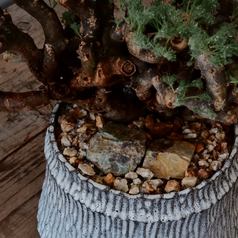 大株 / w28cm】サルコカウロン ムルチフィズム［No.05］ × 根本峻吾 作