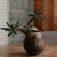 グラキリス - 象牙宮 -［No.190］  ×  磯部祐介 作「 円 - en -  金剛 / 飛び鉋 ver. 」3.5号 植木鉢 笠間焼