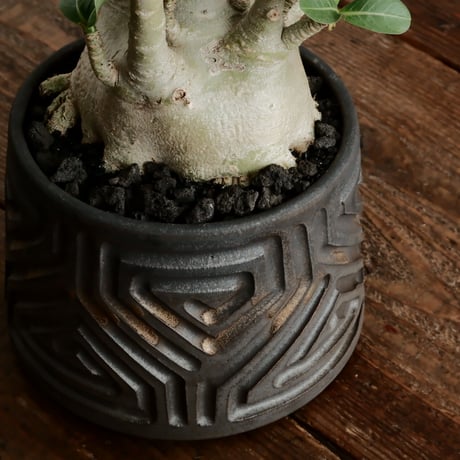 《低重心》アデニウム アラビカム " ドワーフ " φ9cm［No.8］  ×  根本峻吾 作 S.N POT type.normal「 鐡 - kurogane - 」 4号  笠間焼