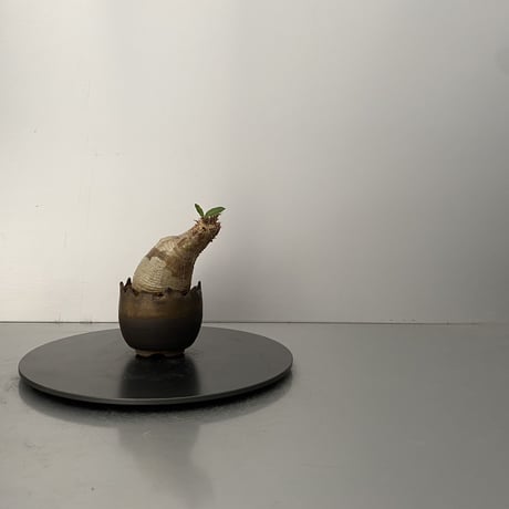 発根済 魔界玉 マカイエンセ BG-207 × S.N.Pot "丸"- crown - 2号鉢 ［作家  "根本峻吾"］