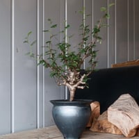 センナ メリディオナリス 輸入株［No.25］  × 坂本新 作【 LUSTER - black opal - 】 5号 植木鉢 笠間焼