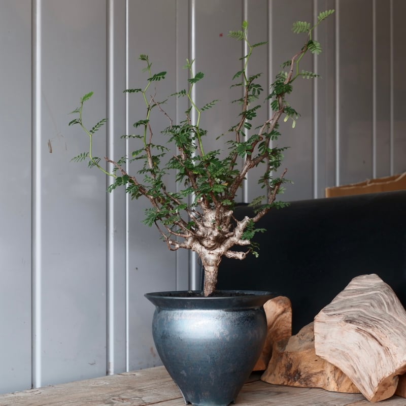 センナ メリディオナリス 輸入株［No.25］ × 坂本新 作【 LUSTER