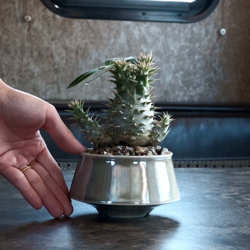 パキポディウム ホロンベンセ パキポディウム・ホロンベンセ | Plants by THE CORE CAUDEX
