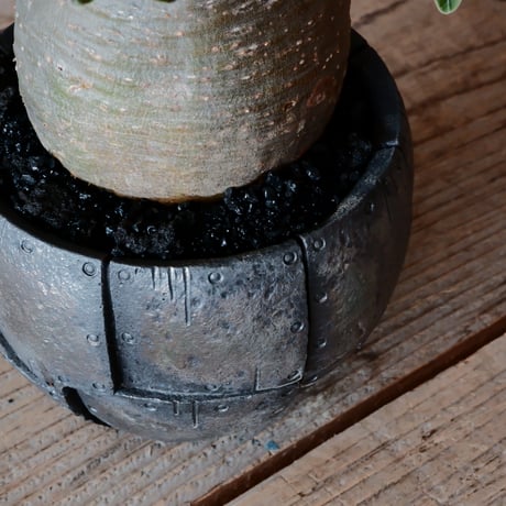 グラキリス φ8cm  - 象牙宮 -［No.59］  × 沖誠 作「Rivet - 燻銀彩 - / round」 3号 植木鉢 笠間焼