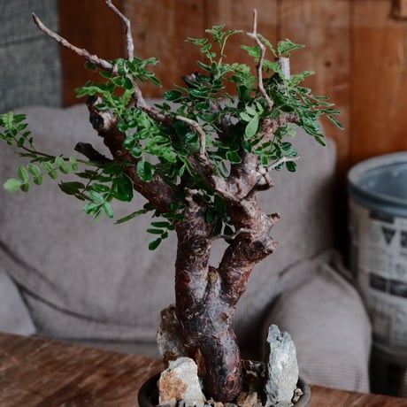 コミフォラ モンストローサ［No.25］  ×  磯部祐介 作「 瓦 - kawara - 金剛 tall ver.」4号 植木鉢 笠間焼