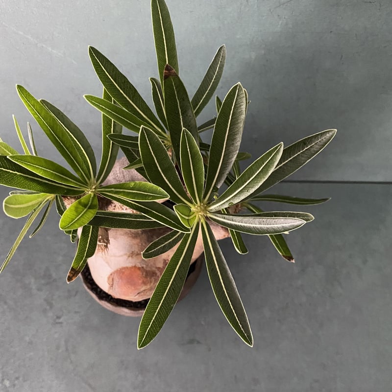 イノピナツム 現地球 発根済 塊根植物 【公式通販】