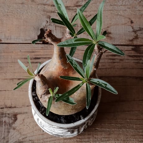 グラキリス φ8cm  - 象牙宮- ［No.75］  ×   根本峻吾 作 S.N POT type.slim「 月光ノ鐵」3.5号 植木鉢 笠間焼
