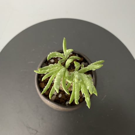 発根済  チレコドン ペアルソニー PE-02 × S.N.Pot "丸"- wave - 2号鉢 ［作家  "根本峻吾"］