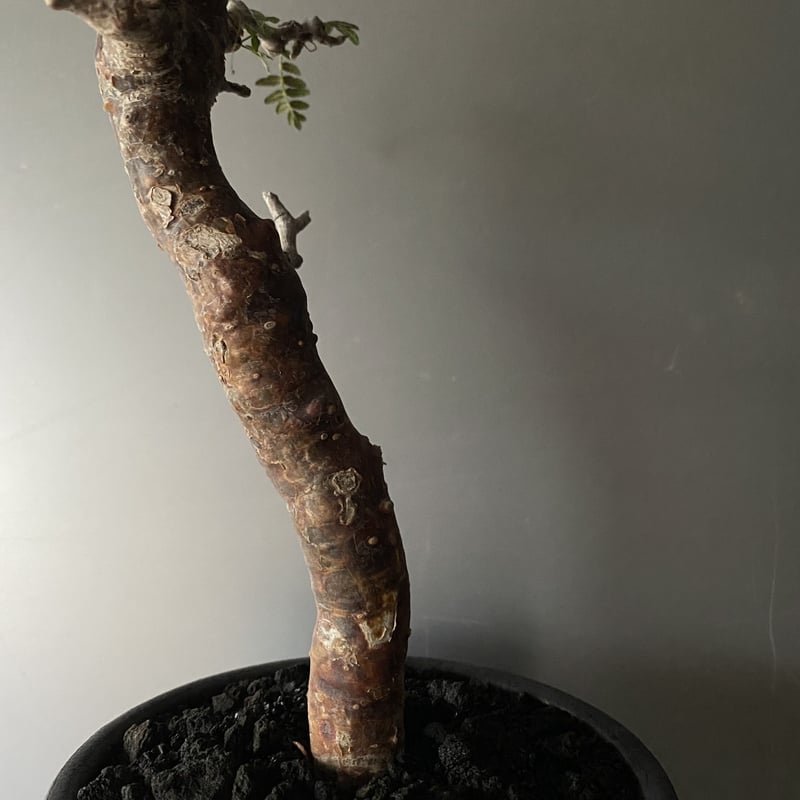 発根済 コミフォラ モンストローサ BB-01 × ［ISOBE - BACHI］ 長鉢