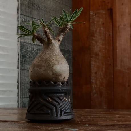 グラキリス - 象牙宮- ［No.169］  ×   根本峻吾 作 S.N POT type.cylinder「 鐡 - 黒焔 - 」3号 植木鉢 笠間焼