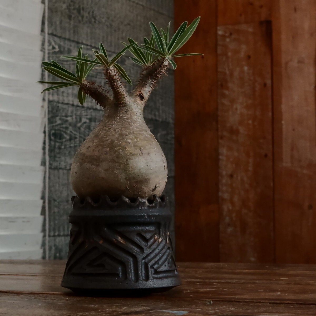 グラキリス現地球　根本峻吾鉢付き fit=scale-down,w=1200