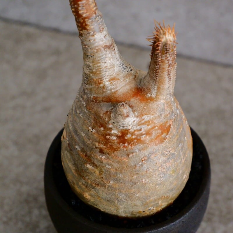 発根済 グラキリス - 象牙宮 - XS［No.06］ × 沼野秀章 作「 Black W