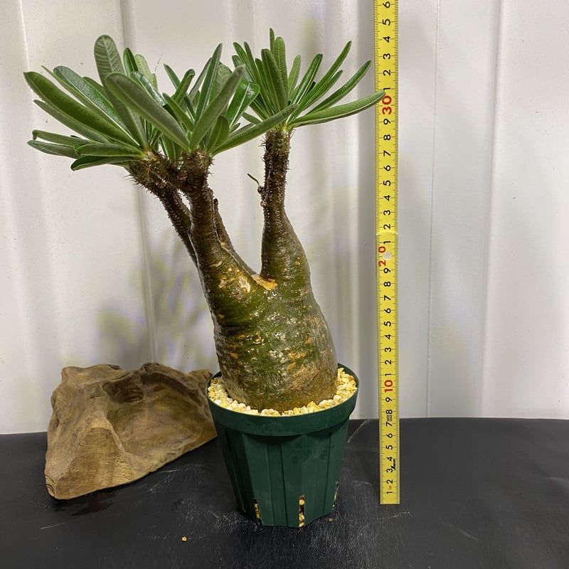 グラキリス現地球　発根管理中 発根間近⁈扁平株　低重心ステンレスタグ付きです グラキリス現地球 発根管理中 発根間近⁈扁平株 低重心ステンレス