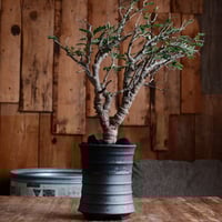 センナ メリディオナリス［No.20］  ×  磯部祐介 作「 瓦 - kawara - 闇堕ち tall ver.」4号 植木鉢 笠間焼