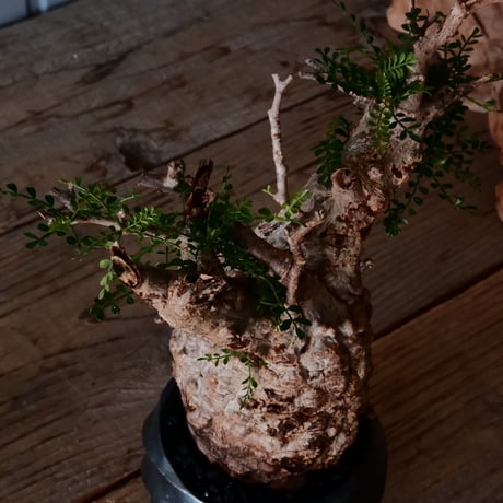 オペルクリカリア パキプス φ9.5cm［No.19］  × 沖誠 作「Spilal - 燻銀彩 - / round 」 3号 植木鉢 笠間焼
