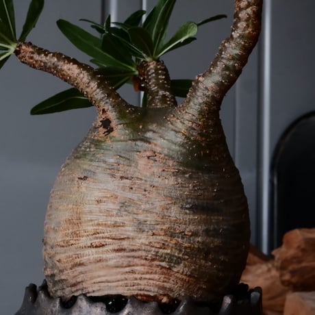 グラキリス φ11cm  - 象牙宮- ［No.36］  ×   根本峻吾 作 S.N POT type.cylinder「 鐡 - 黒焔 - 」4号 植木鉢 笠間焼