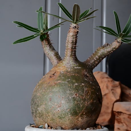 グラキリス φ8cm  - 象牙宮- ［No.34］  ×   根本峻吾 作 S.N POT type.cylinder - low「 月光ノ鐵」3号 植木鉢 笠間焼