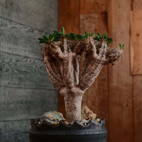 ユーフォルビア ギラウミニアナ［No.58］  ×   根本峻吾 作 S.N POT type.cylinder「  刻印 - kokuin - 」3号 植木鉢 笠間焼
