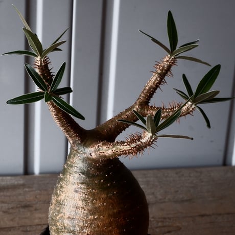 グラキリス φ8.5cm - 象牙宮-［No.44］× 根本峻吾 作 S.N POT type.round「 爪牙 -堕天白- 」3号鉢 笠間焼