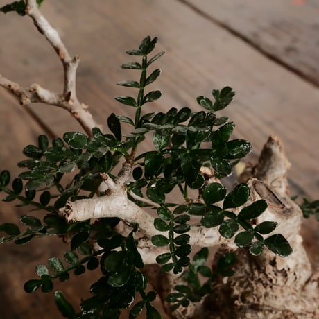 オペルクリカリア パキプス φ8cm ［No.5］  × 沖誠 作「 Spiral 」 シリンダー型 3号 植木鉢