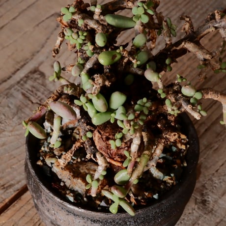ケラリア ピグマエア［No.78］  × 沼野秀章 作品【  Black Wrap 】3号 植木鉢 笠間焼