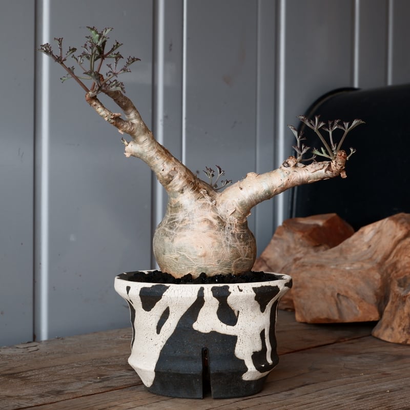 丸株 キフォステンマ ベティフォルメ ナローリーフ ソマリア産 輸入株