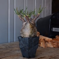 グラキリス φ9.5cm  - 象牙宮 -［No.220］  × 沖誠 作「 Rivet - 燻銀彩 - / 五角 」 3号 植木鉢 笠間焼