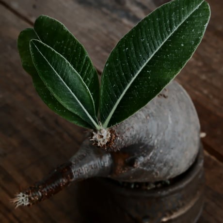 グラキリス  φ7.5cm - 象牙宮 -［No.58］  ×  磯部祐介 作「 瓦 - kawara -  "金剛 飛び鉋 ver. "」2.5号 植木鉢 笠間焼