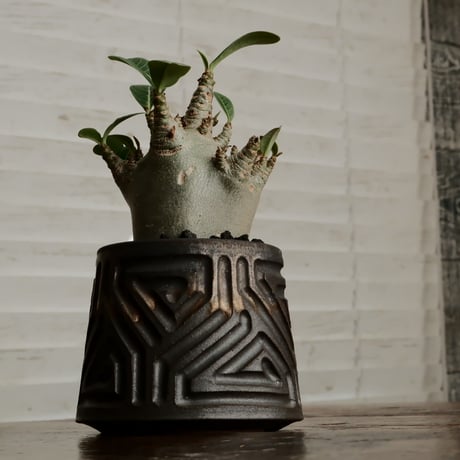 《珍獣》アデニウム アラビカム " スーパードワーフ " φ6cm［No.5］  ×  根本峻吾 作 S.N POT type.normal「 鐡 - kurogane - 」 3号  笠間焼