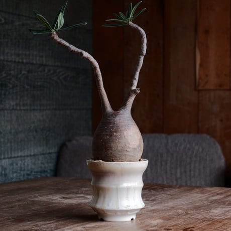 杉山悠 植木鉢 杉山悠 作品 植木鉢 φ10.0cm 笠間焼［ No.09 ］ | 陶賊 -TOUZOKU-