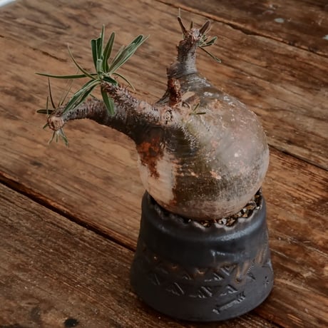 グラキリス - 象牙宮- ［No.171］  ×   根本峻吾 作 S.N POT type.cylinder「 刻印  - kokuin -」3号 植木鉢 笠間焼