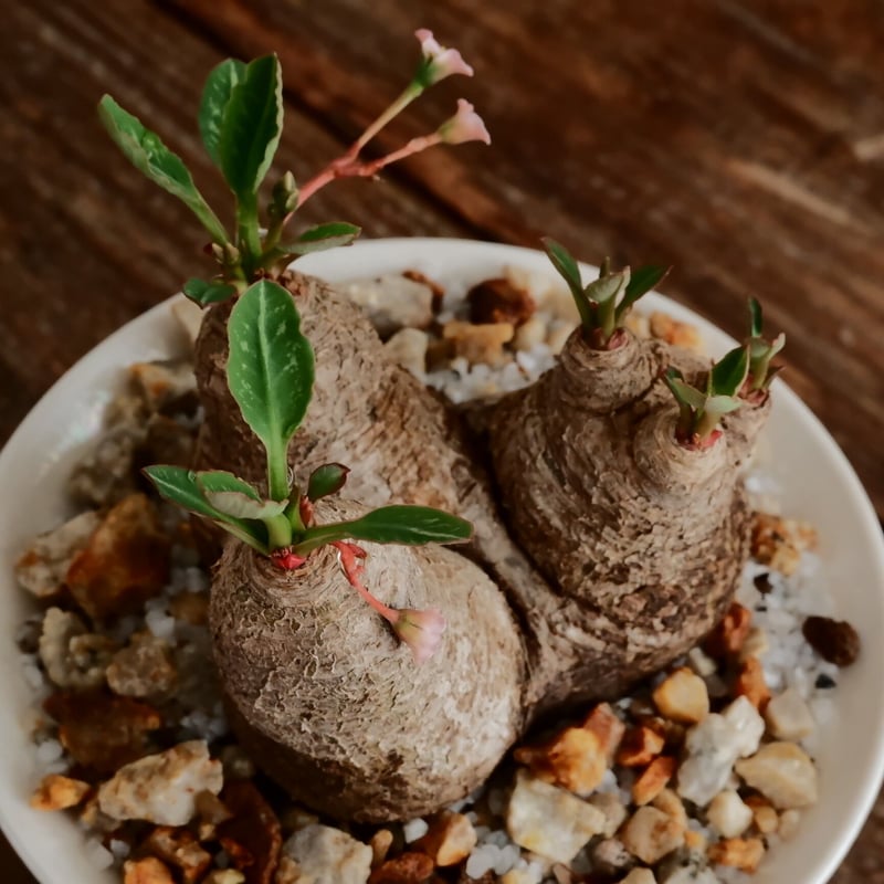 ユーフォルビア ラバティ［No.61］ × 坂本新 作 「 LUSTER OVERGL