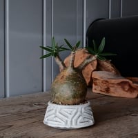 グラキリス φ8cm  - 象牙宮- ［No.34］  ×   根本峻吾 作 S.N POT type.cylinder - low「 月光ノ鐵」3号 植木鉢 笠間焼