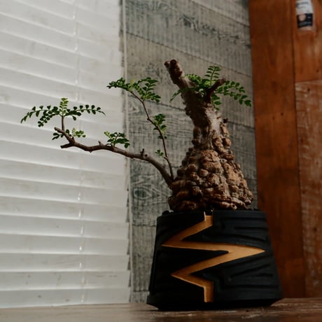 オペルクリカリア パキプス φ9.5cm［No.15］  ×   根本峻吾 作 S.N POT type.cylinder「 雷電 」limited color - Ocher - 4号 植木鉢