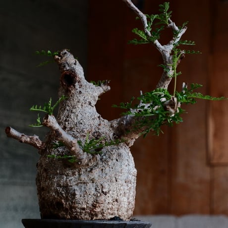 オペルクリカリア パキプス［No.45］  ×   沼野秀章 作「 black wrap 」3.5号 植木鉢 笠間焼