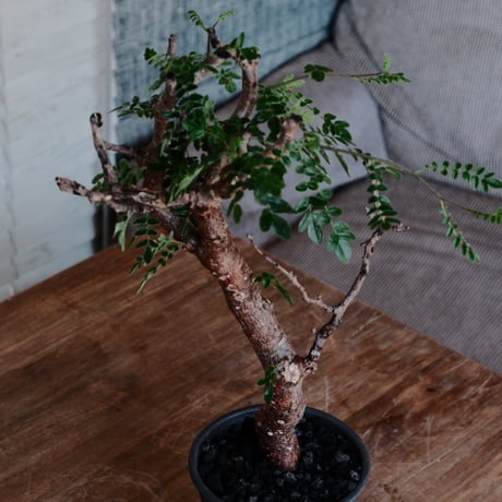 コミフォラ モンストローサ［No.33］  ×  磯部祐介 作「 瓦 - kawara -  闇堕ち tall ver.」4号 植木鉢 笠間焼