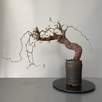 コミフォラ モンストローサ 発根済 現地株 MO-01 × S.N.Pot - crown - 3号鉢