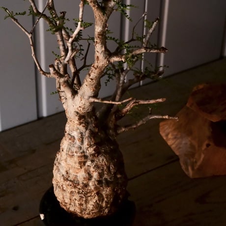 オペルクリカリア パキプス φ10cm［No.17］  ×   根本峻吾 作 S.N POT type.slim「 雷電 」 4号 植木鉢