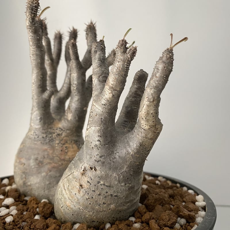 多頭 マルチヘッド グラキリス 現地株 2021年2月輸入 発根管理中 BG